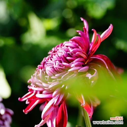 探寻蝶恋花的情感纠葛和美丽意义 蝶恋花花语及其深刻含义