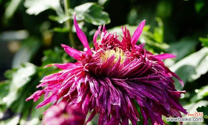 探寻蝶恋花的情感纠葛和美丽意义 蝶恋花花语及其深刻含义