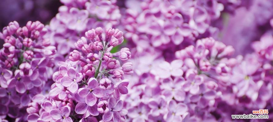 揭秘丁香花所代表的五种意思 丁香花语的深意