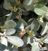 揭秘冬青花开带来的好运气 冬青开花的风水寓意与福运