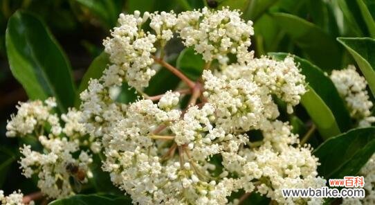 绿意盎然的花海中 冬青开花