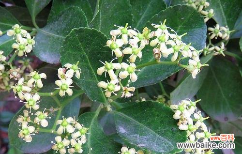 绿意盎然的花海中 冬青开花