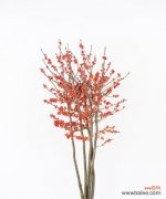 绿意盎然的花海中 冬青开花