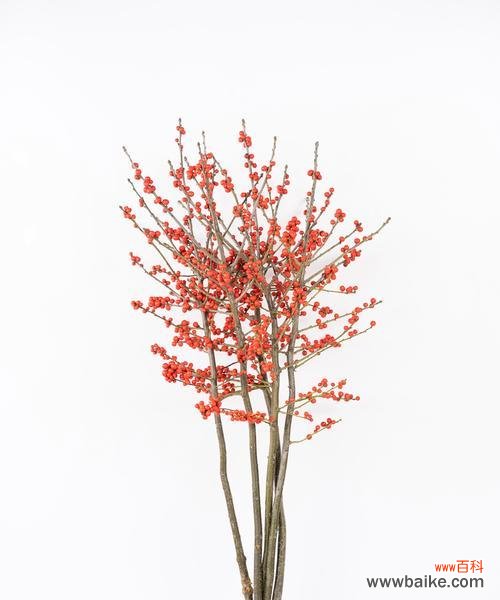 绿意盎然的花海中 冬青开花