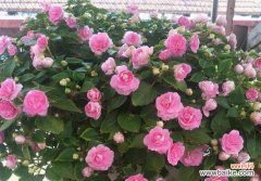 解读倒挂金钟的象征 倒挂金钟