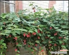 繁荣富贵的瑞兽之花—灯笼花及其风水摆放之道 灯笼花的风水寓意与摆放位置