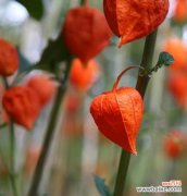 探寻灯笼花的深刻寓意 灯笼花的寓意与象征