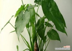 探索滴水观音开花的奥秘与象征意义 以滴水观音开花的风水寓意与效果