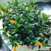 吊兰的生命与象征 吊兰花语与代表意义——洁净心灵之花