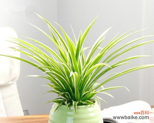 探究吊兰对家居风水的积极影响 吊兰的寓意和象征风水