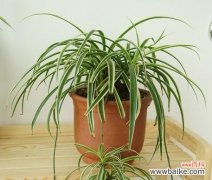 探究吊兰对家居风水的积极影响 吊兰的寓意和象征风水