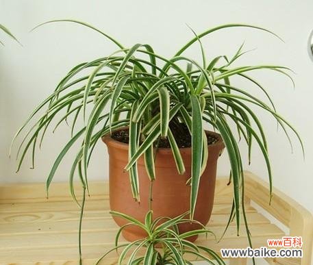 探究吊兰对家居风水的积极影响 吊兰的寓意和象征风水