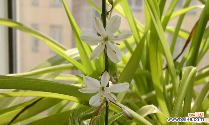 探究吊兰对家居风水的积极影响 吊兰的寓意和象征风水