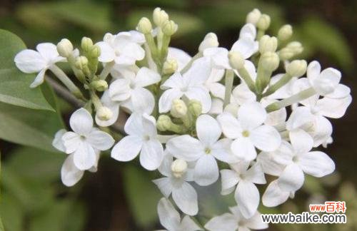 美丽而深刻的花语传达 丁香花的象征意义