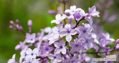 美丽而深刻的花语传达 丁香花的象征意义