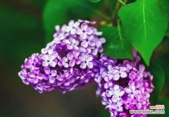 探寻丁香花的花语和象征意义 丁香花的花语