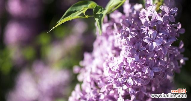 香气四溢、深情厚意 丁香花的花语及代表意义