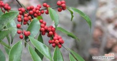 探寻冬青花开之谜 冬青开花的寓意和象征意义
