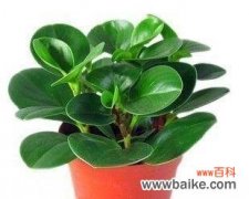 揭秘豆瓣绿开花的好坏兆头及关键因素 豆瓣绿开花的风水寓意