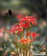 彼岸花象征吉祥如意吗？彼岸花的寓意有哪些？