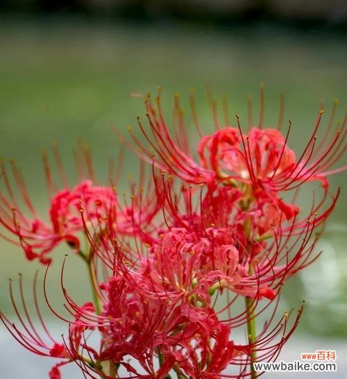彼岸花象征吉祥如意吗?彼岸花的寓意有哪些?