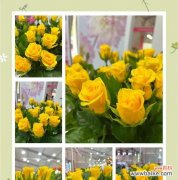 黄色系花卉通常代表什么？它们的花语有哪些？