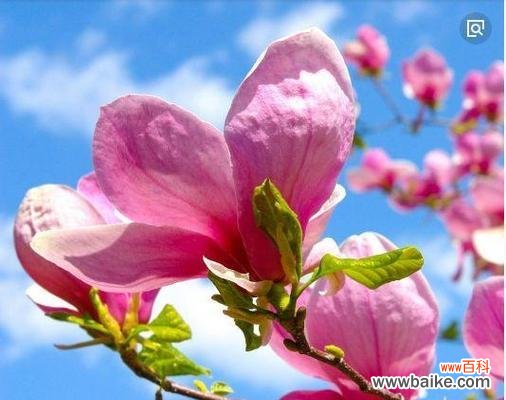 什么花象征爱情忠贞不渝?