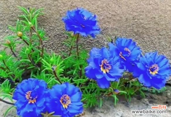 蓝色花中哪些象征清幽?它们的花语是什么?