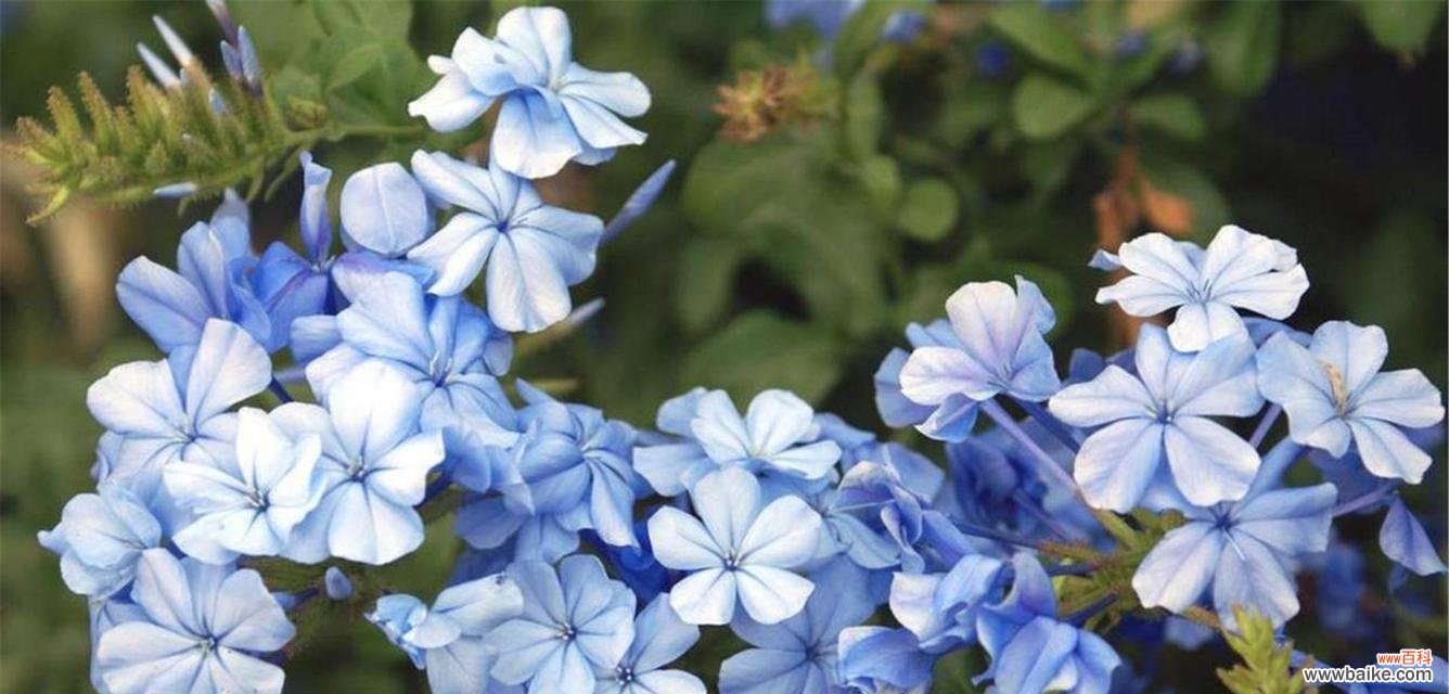 蓝色花中哪些象征清幽?它们的花语是什么?