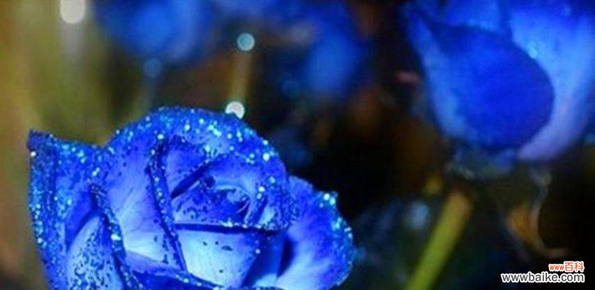 蓝色花中哪些象征清幽?它们的花语是什么?