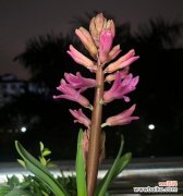 风信子象征着什么？