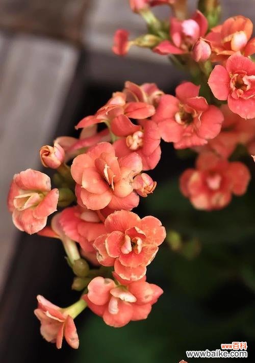 长寿花有什么特殊含义?它在花语中象征着什么?