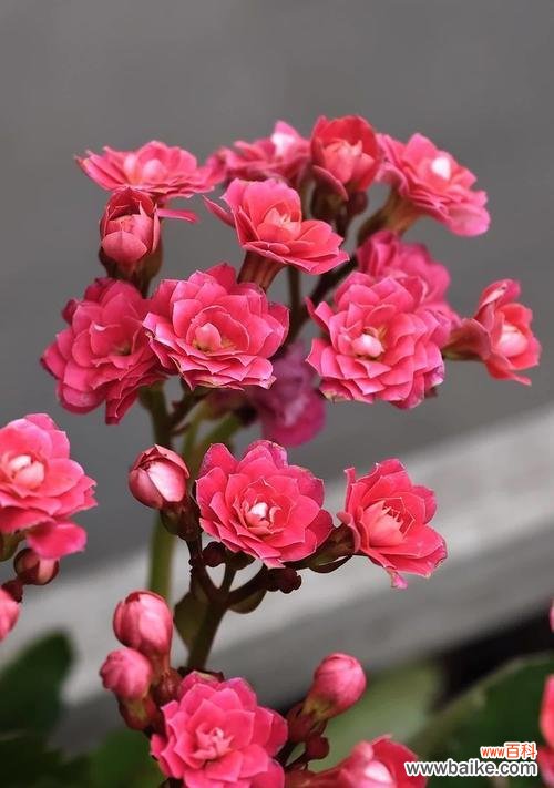 长寿花有什么特殊含义?它在花语中象征着什么?