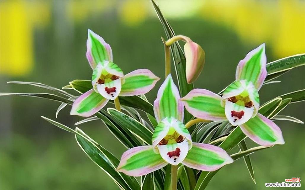 哪种绿色花朵象征着好运？