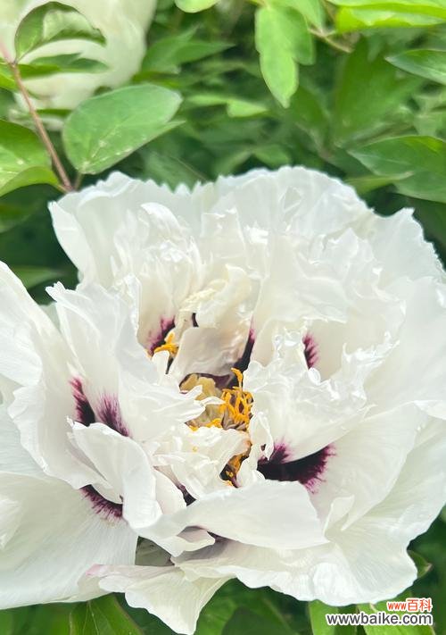 哪种绿色花朵象征着好运？