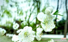 哪种绿色花朵象征着好运？