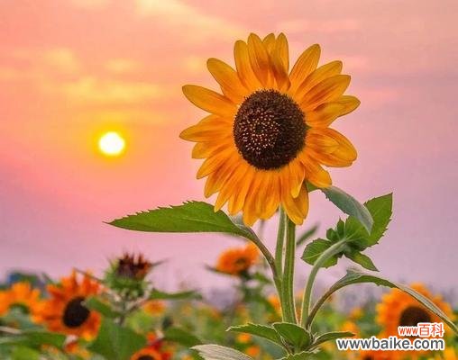 黄色象征阳光的花是什么？哪种花代表着温暖和希望？