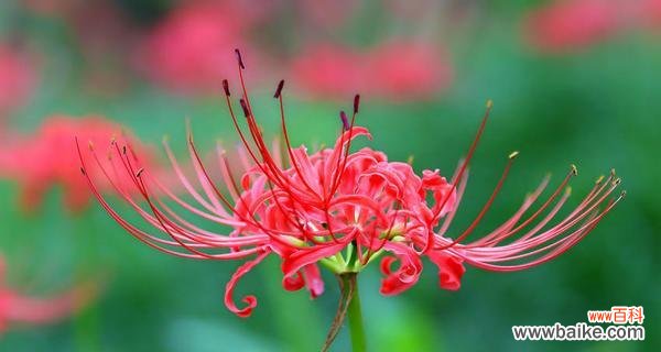 俄色花代表什么意义?俄色花的花语有哪些?