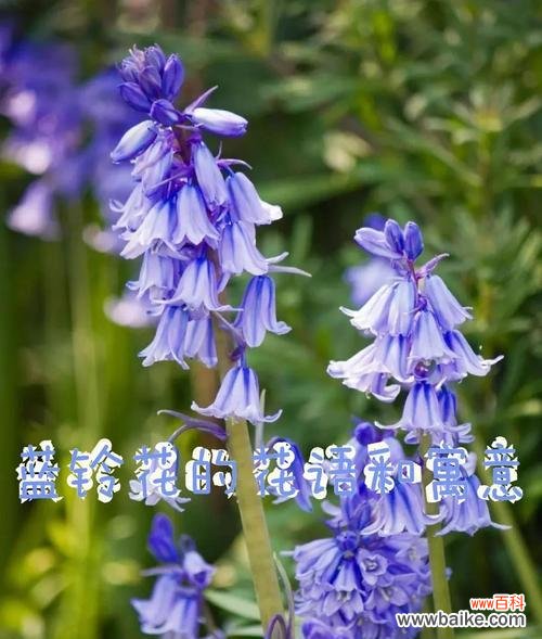 俄色花代表什么意义?俄色花的花语有哪些?