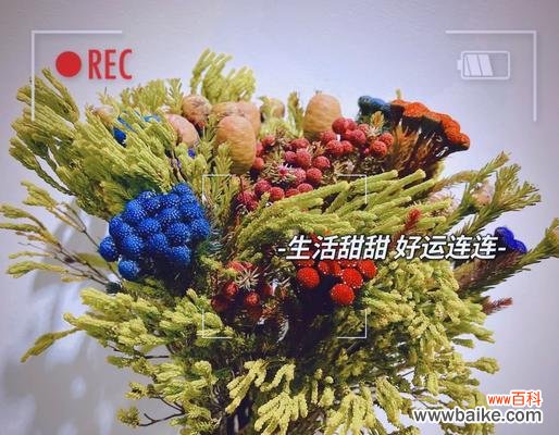 浪漫花语南具体指什么？