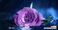十六朵紫色玫瑰代表什么？花语有哪些含义？