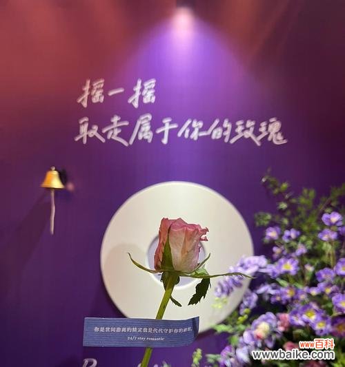 十六朵紫色玫瑰代表什么?花语有哪些含义?