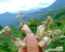 花的象征意义是什么？它们在哪些节日中特别重要？