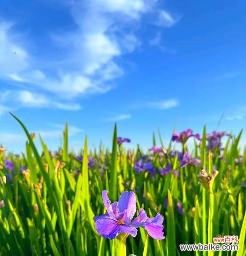 哪种花象征幸福归属?幸福归属的花语是什么?