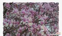 送朋友什么花寓意爱情？爱情的花语有哪些？