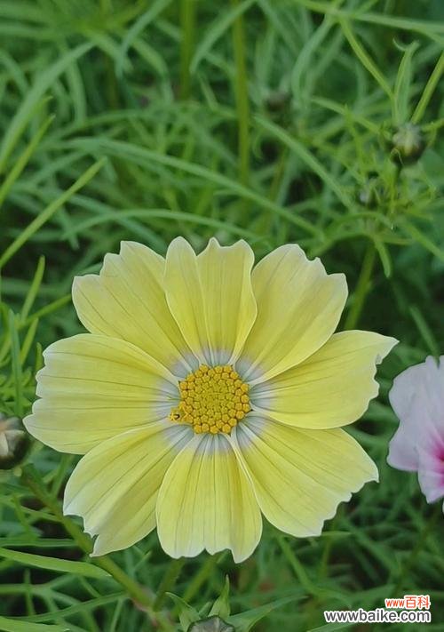 黄色花的含义是什么？黄色花代表的寓意有哪些？