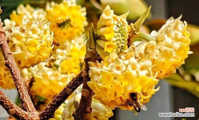 黄色花的含义是什么？黄色花代表的寓意有哪些？