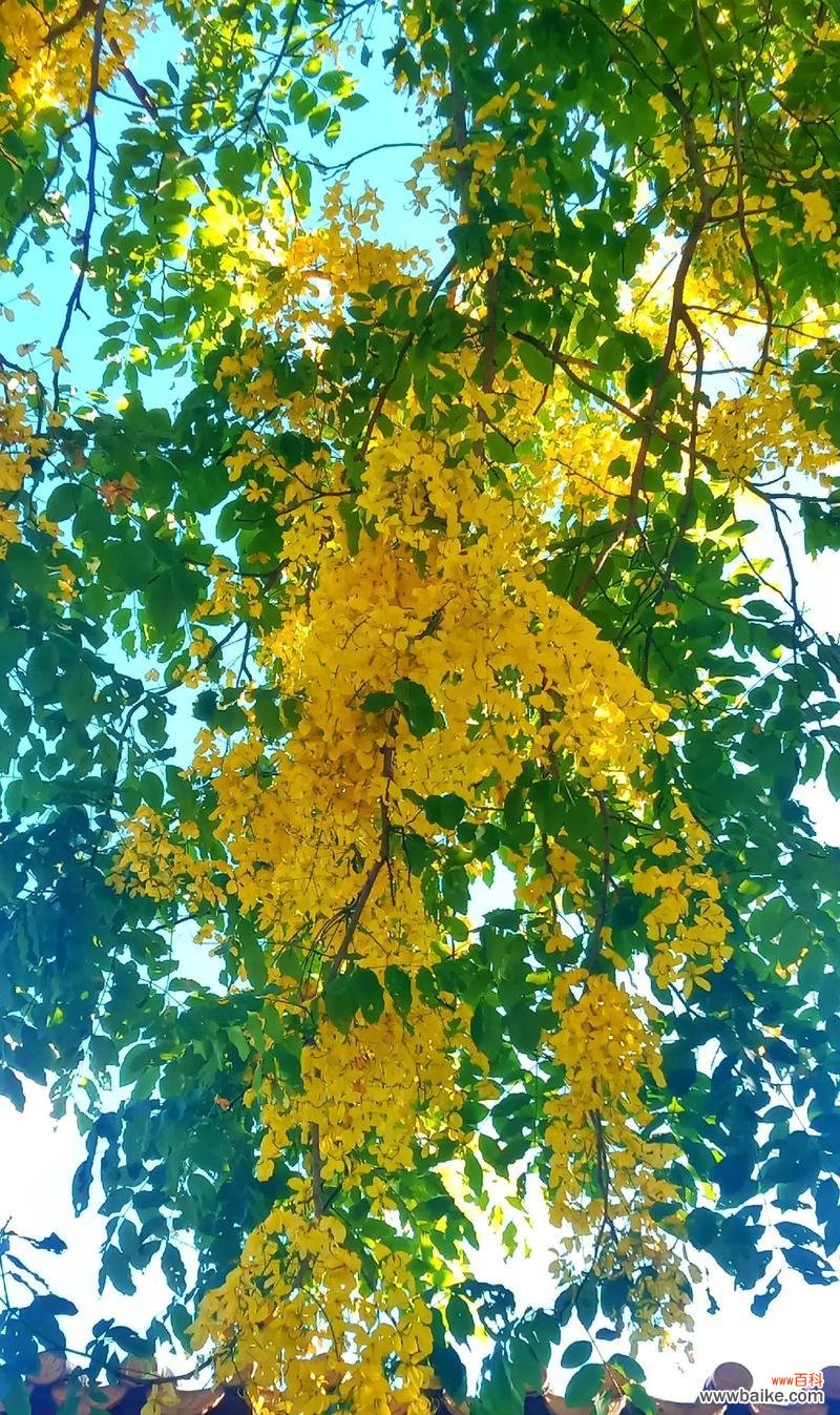 黄色花的含义是什么？黄色花代表的寓意有哪些？