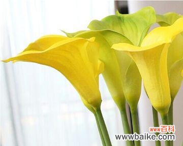 马蹄莲 马蹄莲的象征意义及文化价值探析