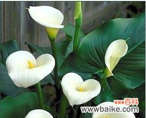 马蹄莲 马蹄莲的象征意义及文化价值探析